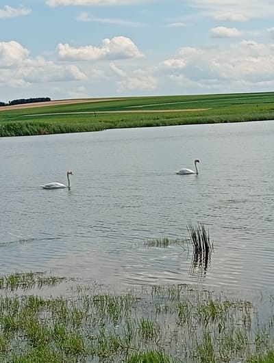 Two white swans swim in a calm body of water. The swan on the left is closer to the foreground and appears to be facing left. The swan on the right is further away and is facing left as well. In the background, there are rolling green hills with agricultural fields and a line of trees along the horizon under a partly cloudy sky. The water is calm with ripples and reflections. The foreground shows a bank with grass and some reeds. The location is in Edineț, Moldova.