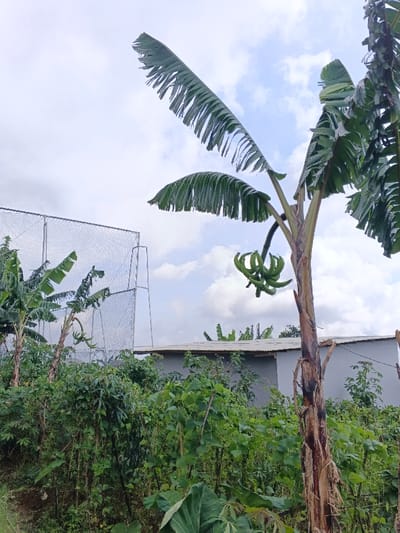 Banana trees grow amid dense foliage under a cloudy sky. A bunch of unripe bananas hangs from one tree. A mesh-covered structure stands nearby, with a low, gray building behind it. The foreground is filled with diverse green plants, suggesting a cultivated garden or agricultural area.