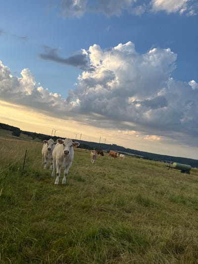 In a grassy field located in Beltershain, Germany, a herd of cows grazes under a dramatic sky filled with white and gray clouds, illuminated by the golden light of sunset. Three white cows are in the foreground, facing the camera. In the background, more cows are visible, along with wind turbines and a green water tank on wheels. The landscape appears hilly and rural, with trees on the distant horizon.