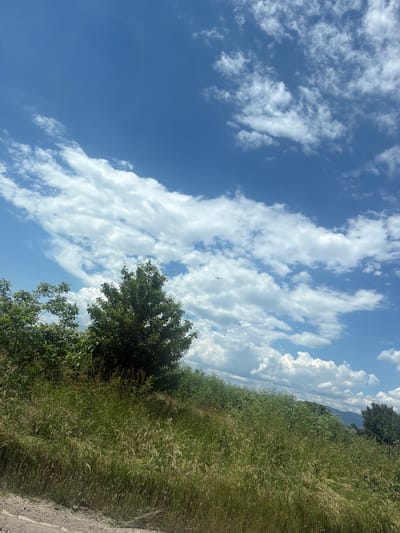 The image captures a rural roadside scene in Musachevo, Bulgaria, under a vibrant blue sky filled with scattered white clouds. In the foreground, a gravel road runs along the left edge, bordered by tall, wild green grass and vegetation. Amidst the greenery, a few red poppies are visible. A medium-sized deciduous tree stands prominently in the middle ground, its dark green foliage dense and full. Behind the tree, more green bushes and trees extend to the right, with distant, hazy hills forming the backdrop. High in the sky, a small airplane is visible as a faint speck. The overall impression is one of a serene, natural landscape on a clear day.