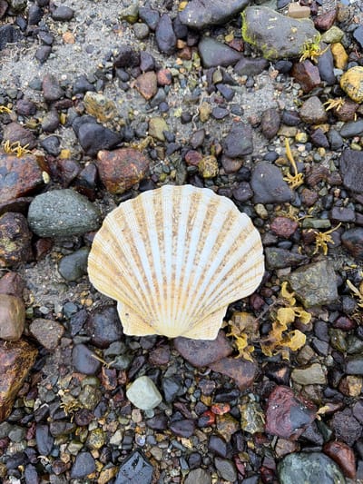 A single, intact scallop shell, approximately 15-20 cm in width, rests on a wet, mixed-substrate beach composed of pebbles, small rocks, and patches of coarse sand. The shell, positioned centrally in the lower half of the frame, exhibits an off-white to pale yellow coloration with prominent, lighter radiating ridges and subtle concentric growth lines. Numerous minute, dark specks are visible on its surface.

The surrounding environment consists of various smooth to moderately rough pebbles and small rocks, ranging in size from less than a centimeter to several centimeters in diameter. These stones display a diverse palette of colors including dark grey, black, reddish-brown, olive green, and occasional lighter tones. Many pebbles appear wet, reflecting ambient light. Interspersed among the rocks are patches of light grey-brown sand. Scattered throughout the scene are small clusters of dried or semi-dried seaweed, predominantly yellowish-brown in color, adhering to or lying amongst the stones. Some rocks show faint green algal growth. The scene depicts an uninhabited coastal detail at ground level in Sconser, United Kingdom.