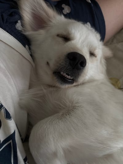 A close-up, medium shot captures a white dog sleeping peacefully on a bed in Novaya Usman', Russia. The dog, possibly a Golden Retriever puppy due to its fluffy white fur, is nestled on a dark blue cloth with a subtle white Mickey Mouse pattern and a white blanket or sheet. Its eyes are closed, and its mouth is slightly open, revealing small teeth. The dog's expression appears relaxed and content. The lighting suggests it could be daytime, though the specific time is not discernible. The focus is on the sleeping canine, highlighting its soft fur and peaceful slumber.