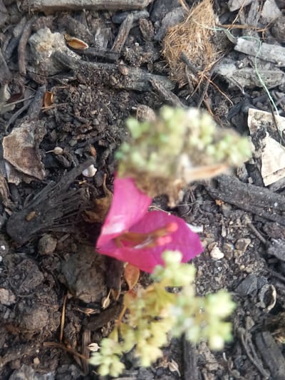 The image displays a close-up view of the ground in Άγιος Νεκτάριος, Greece. The surface is primarily composed of dark soil mixed with wood chips, small stones, and dried plant debris. A vibrant pink bougainvillea petal is visible in the lower left quadrant of the image, with some blurred green foliage and delicate seed-like structures also present. The lighting suggests an outdoor environment, possibly a garden or pathway. There are no individuals or animals depicted.