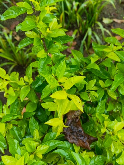 The image displays a close-up, downward-angled view of a dense cluster of green plant foliage, located within the city of Banteay Srei, Cambodia. The leaves vary in shade from vibrant lime green to darker emerald green, with many exhibiting a glossy, wet appearance, suggesting recent moisture. A single, dark brown, decaying leaf is visible centrally towards the bottom right, partially obscured by the surrounding green leaves. The background is out of focus, revealing hints of additional green foliage and dark, earthy ground. No people, animals, or artificial objects are present.