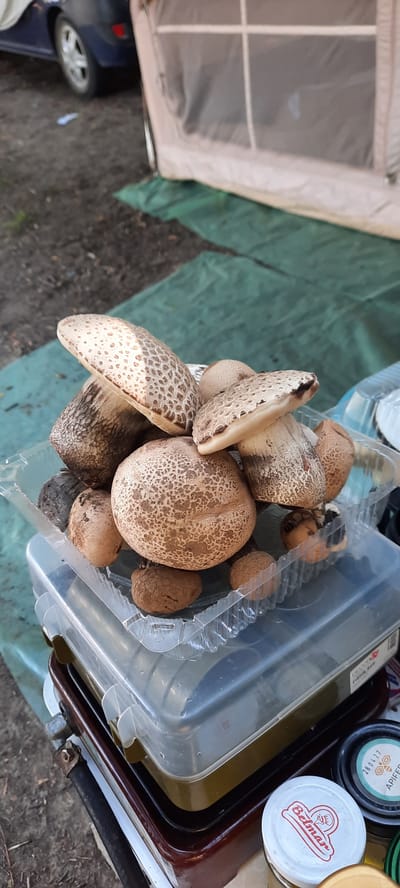 A collection of puffball mushrooms sits in a clear plastic container. The mushrooms are of various sizes and shapes, with some being round and others more elongated. Their caps are a light brown color with a distinct patterned texture, resembling scales or a mosaic. Some of the mushrooms have a darker brown or blackish tip. The container is placed on a green tarp, which is spread out on the ground. In the background, a light-colored tent structure and the side of a dark vehicle are visible. The overall setting appears to be outdoors, possibly a campsite or picnic area. There are also a few jars with lids visible to the right of the container, one of which has red lettering that reads "Belmar." Another jar lid has circular text and numbers, "API FED 28 0427". The lighting suggests it is daytime. The scene does not depict any people or specific emotions.