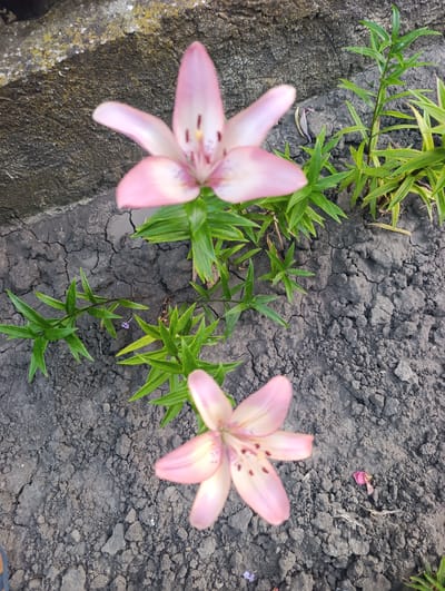 A top-down, eye-level medium shot captures two blooming pink lilies in various stages of opening, set against cracked, dry, dark soil and a rough concrete border. The lilies are positioned in the center and lower portion of the frame. The upper lily is more fully open, revealing pink petals with dark red spots and visible stamens. The lower lily is partially open, showing similar pink petals. Lush green lily stalks and leaves sprout from the soil around the flowers. The concrete border, textured and with patches of yellow and white growth, occupies the upper left quadrant of the image. The scene appears to be outdoors in a garden setting, likely in Țînțăreni, Moldova, given the context. The lighting is natural, suggesting daytime. No people are present in the frame.
