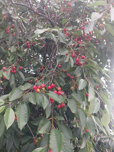 A close-up, eye-level shot captures the dense foliage and ripening cherries of a tree in Hlushky, Ukraine. The camera focuses on the branches, laden with clusters of small, red cherries, some still tinged with yellow, and interspersed with dark green leaves. The overall lighting suggests an overcast day, with diffuse sunlight filtering through the canopy. The image is dominated by the natural elements of the tree, with no visible human presence or man-made structures. The scene is a snapshot of nature's bounty, likely from a garden or orchard.