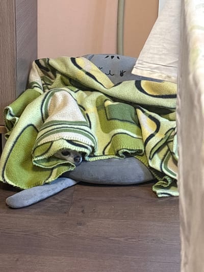 A small, light-colored dog is peeking out from under a green and cream-colored patterned blanket. The dog is lying on a gray pet bed, which is placed on a dark brown wooden floor. The background consists of a light pink wall and a wooden cabinet. There are also some out-of-focus white curtains on the right side of the image. The image appears to be taken indoors, possibly in a home environment. The dog's head is visible, with its nose and eyes clearly discernible. The blanket is draped over the dog and the pet bed, creating a cozy and somewhat hidden appearance.