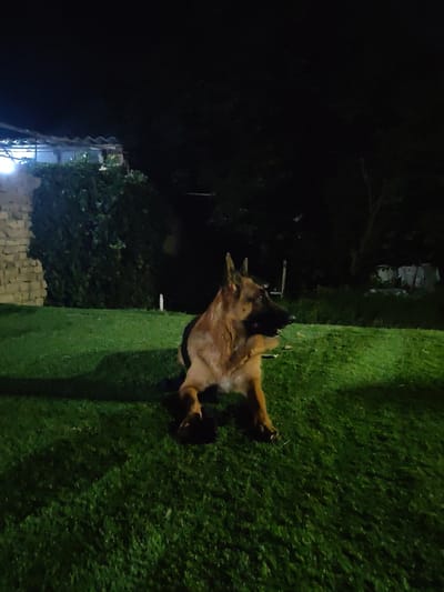A German Shepherd dog lies on a patch of bright green artificial turf at night. The dog is facing left, with its head turned towards the viewer. Behind the dog is a dark background with trees and foliage. To the left, there is a stone wall and a covered structure with lights. The scene appears to be an outdoor area in Yalangach, Uzbekistan.