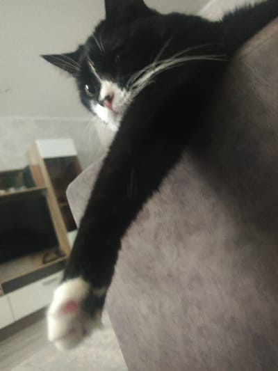 The image shows a close-up, low-angle shot of a black and white cat. The cat is lying down, with its front left paw extended forward and draped over the edge of a muted purple upholstered surface, likely a couch or chair. The cat's fur is predominantly black, with white markings on its face, chest, and paws. Its eyes are partially closed, and its whiskers are visible. The background is out of focus and appears to be an indoor setting, with some shelving units and furniture visible. There are no people or any indication of the specific location in Serp I Molot, Russia. The image's focus is on the cat and its relaxed pose.