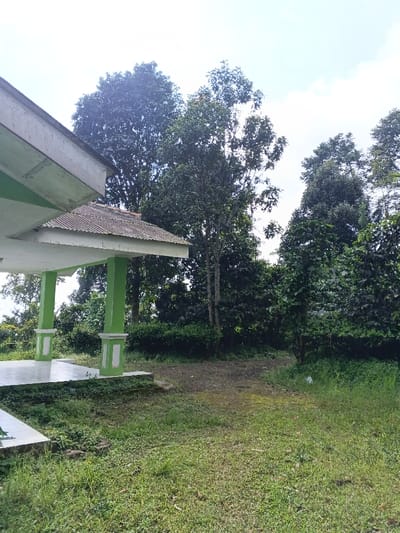 The image displays an outdoor scene, reportedly in the city of Nanlao, China. In the left foreground, a section of an open-sided, light green pavilion or shelter is visible. It features two prominent light green columns with white decorative bases and capitals, supporting a white soffit and a dark, weathered tiled roof. The immediate ground cover consists of sparse, tall green grass and dirt patches. A more manicured grassy area with shorter green blades extends into the mid-ground. Towards the right-center, a small, white, crumpled object, possibly a plastic bag, rests on the grass. The background is dominated by dense, lush green vegetation, primarily tall trees and smaller shrubs, indicating a natural or semi-rural environment. The sky above is a bright, light blue with minimal scattered white cloud cover. No individuals, animals, or specific actions are present in the frame.