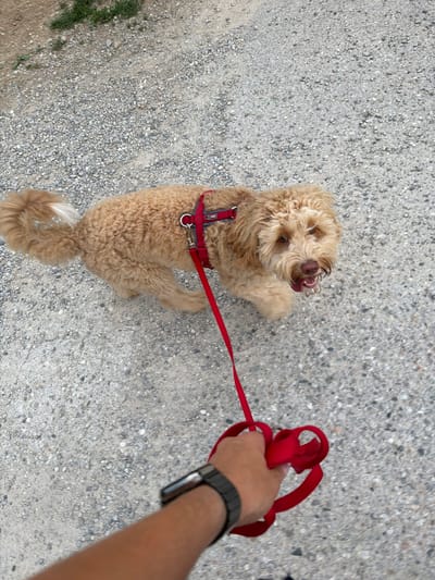 A medium shot captures a light brown dog with curly fur wearing a red harness, walking on a gravel path. The dog is looking towards the camera with its mouth open and tongue hanging out. A person's hand, wearing a smartwatch, holds a tangled red leash connected to the dog's harness. The background consists of more gravel, with some green grass visible at the top left corner. The scene appears to be outdoors, on a bright, possibly sunny day. The location is identified as Poing, Germany.