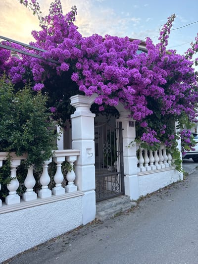 The image depicts a vibrant, overgrown bougainvillea plant cascading over a white fence and an arched gate. The bougainvillea is in full bloom, with dense clusters of purple flowers creating a dramatic canopy. The fence is made of white stone pillars topped with a decorative railing, and a textured white wall forms its base. Behind the fence, a black metal gate with ornate scrollwork is visible, leading to an entrance of a building. To the left of the gate, a lush green bush is growing. The scene is set on a paved street, with fallen purple petals scattered on the ground. A white SUV is partially visible on the right side of the image, parked near the street. The sky above is a pale blue with scattered clouds, suggesting it might be late afternoon or early morning. The overall impression is one of natural beauty intertwined with man-made structures in a residential area. The specific location is confirmed as Burtaiši, Montenegro, based on the provided context.