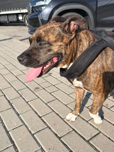A brindle-colored dog with a black harness stands on a paved walkway. The dog's mouth is open, and its pink tongue is extended. In the background, a dark-colored vehicle is visible. The scene is outdoors, suggesting a public area within the city of Nowa Gorzelnia, Poland. The lighting indicates it is daytime.