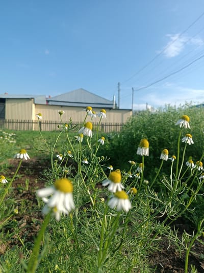 The image depicts a close-up view of chamomile flowers with yellow centers and white petals, set against a backdrop of a suburban or rural landscape. In the background, there are two low-rise buildings with light-colored siding and a fence, partially obscured by lush green vegetation. The sky above is clear and blue with a few wispy clouds and power lines stretching across it. The foreground is dominated by the chamomile plants, with some flowers in sharp focus and others blurred due to the shallow depth of field. The ground appears to be soil and dried leaves. This scene is indicative of a garden or undeveloped area within a settlement, possibly in Alexandrovskoe, Russia, given the architectural style of the buildings and the presence of overhead power lines, which are common in such locations. There are no people or animals visible in the image.