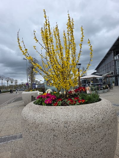 The image displays an urban outdoor environment in Zweibrücken, Germany, under an overcast sky. In the immediate foreground, a large, rounded planter made of light gray exposed aggregate concrete contains a seasonal floral display. A prominent Forsythia bush, densely covered in bright yellow blossoms, rises from the center of the planter. Beneath the Forsythia, smaller flowering plants are arranged, featuring deep pink, red, and white blooms, interspersed with green foliage. To the left, a paved pedestrian walkway extends towards a street where several individuals are walking in the distance. Leafless deciduous trees and streetlights line the street, with a blue square sign displaying a white 'P' visible. To the right, a modern building with a gray metal exterior and extensive glass panels is present, adjacent to an outdoor area furnished with white umbrellas and tables. A black, contemporary-style street lamp is partially obscured behind the Forsythia bush.
