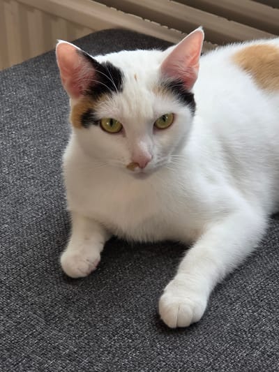 A white cat with patches of black and orange fur is lying on a gray textured surface. The cat's head is angled towards the camera with its green eyes open. The background suggests a domestic indoor setting. No information is available to determine the location in 's-Hertogenbosch, Netherlands.