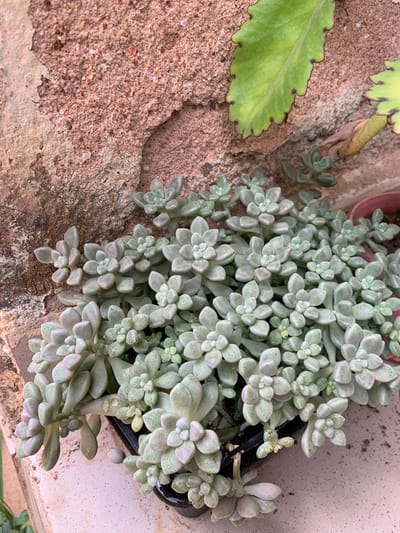 The image shows a close-up, overhead shot of succulent plants. A large cluster of pale green succulent rosettes, heavily populated with leaves, spills out of a black pot situated near a textured surface, possibly concrete or rock. To the left, a partial leaf with scalloped edges and dark spots is visible. The background consists of both a rough, reddish-brown surface and a smoother, light-colored surface. There is no indication of the location being Farin Yashe, Nigeria, or presence of people, actions, or interactions.