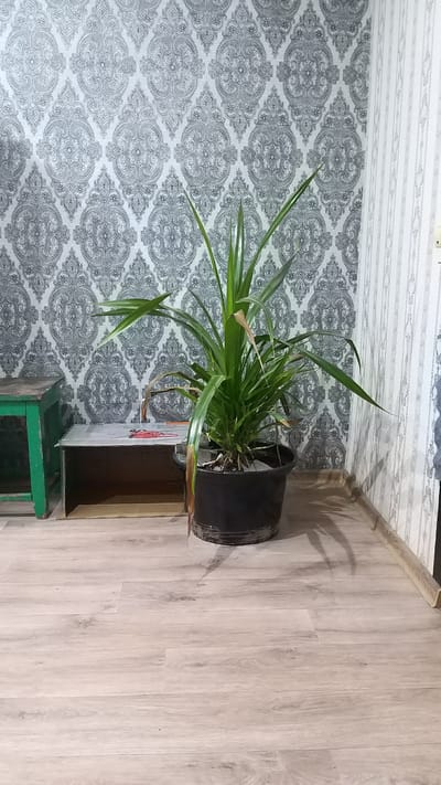 The image shows an indoor scene with a potted plant placed on top of a small green stool next to an open cardboard box. The plant has long, green leaves and is in a large black pot. The stool and box are positioned on a light-colored wooden floor. In the background, there is a wall covered with grey and white patterned wallpaper. The lighting suggests it is daytime, with a shadow of the plant and pot cast on the wall and floor. The scene appears to be a corner of a room, possibly a living area or hallway. There are no people visible in the image. The overall impression is one of a domestic setting with a focus on indoor plants and everyday objects. The location is Bulaev, Kazakhstan.