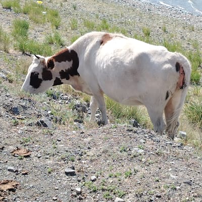 A cow with white and brown markings is standing on a rocky, grassy slope. The cow is facing left, with its head lowered as if grazing. Its left eye is visible, surrounded by a brown patch of fur. The cow has a wound or skin irritation on its rear right flank, which appears raw and reddish-pink. The background shows more dry grass and rocks, with a body of water and a shoreline in the distance. There are no people visible in the image. The location appears to be a natural, outdoor environment, possibly a pasture or a rural area.