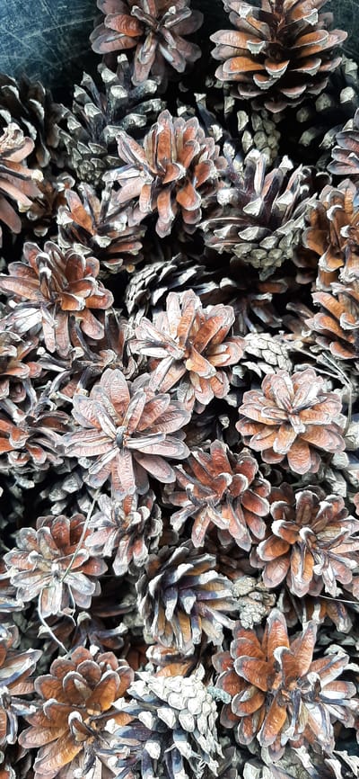 The image shows a close-up, overhead view of a pile of dried pinecones. The pinecones are predominantly brown and tan, with some lighter, almost white tips on the scales. They are tightly packed together, creating a textured surface with varying depths and shadows. The overall impression is of a natural, autumnal scene. There is no indication of a specific location within the city of Былина Снт, Russia, as the image focuses solely on the pinecones and lacks any surrounding environmental context or landmarks. There are no people or actions depicted.