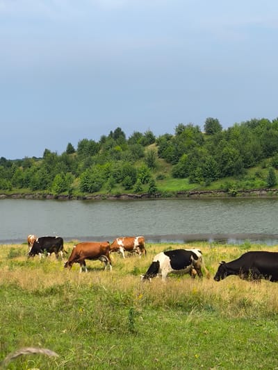 In Anastasivka, Ukraine, a pastoral scene unfolds near a body of water, likely the Sula River. Five cows are grazing in a grassy field bordered by a gently sloping, tree-covered embankment. The cows are of varying colors: one is predominantly black and white, another is brown and white, a third is a solid reddish-brown, and two are black. The water is calm with a muted green hue, reflecting the overcast sky. The foreground is filled with tall, dry grasses interspersed with green blades and a few small yellow wildflowers. The background consists of a dense line of deciduous trees that form a lush green canopy across the hilltop. The sky is a pale, hazy blue.