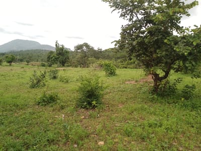 The image shows a landscape in Balewa, Nigeria, with a large, leafy tree in the foreground on the right. The tree has a thick trunk and branches with green leaves. Behind the tree, a grassy field stretches towards a hilly area in the distance. Several smaller trees and bushes are scattered across the field. The sky is overcast with some visible clouds. The terrain appears to be uneven with patches of dirt and stones interspersed with grass. No people or animals are visible in the image.