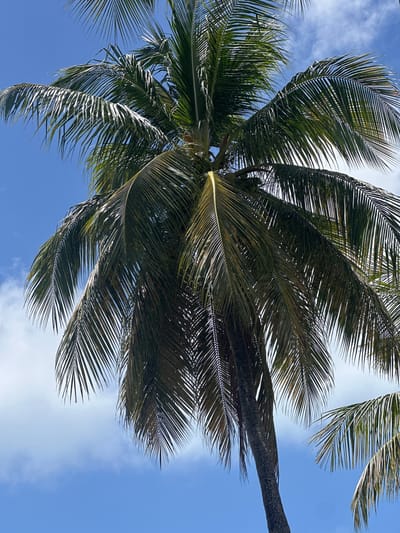 The image shows a view looking up into a coconut palm tree against a backdrop of a bright blue sky with scattered white clouds. The palm tree's trunk extends diagonally across the upper right of the frame. The palm's fronds radiate out from the center, creating a dense canopy. The leaves are a mix of green and brown, with some areas appearing to be backlit by the sun. The angle of the shot suggests it was taken from the ground, looking upward. Given the location of Le Gosier, France, this scene likely depicts a tropical or coastal environment common to that region.