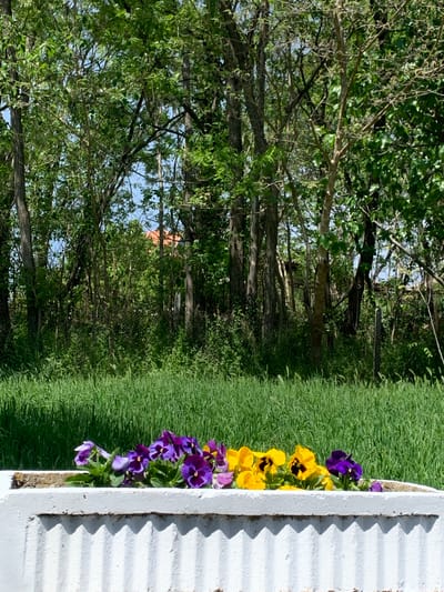 The media file presents an outdoor scene, oriented as a portrait image but appearing as if originally captured in landscape and then rotated 90 degrees clockwise.

On the right side of the frame, a white, rectangular planter box runs vertically. The visible side of the planter features distinct vertical corrugations or ridges, which cast sharp shadows, indicating bright, direct sunlight. Inside this planter, a lively display of flowers is visible: vibrant yellow pansies with dark centers are grouped together, alongside deep purple pansies, creating a striking contrast against the white container.

To the left of the planter, occupying the central vertical section of the image, is a lush expanse of green grass. The grass appears thick and natural, suggesting a less manicured environment.

Further to the left, forming the background, is a dense cluster of trees. Their trunks are visible, and their canopies, filled with various shades of green foliage, dominate this portion of the image. Scattered branches and leaves in the upper left corner add depth. Through gaps in the branches, glimpses of a bright blue sky are visible.

The scene is illuminated by clear, bright sunlight, with crisp shadows suggesting a sunny day, likely during the morning or afternoon. No people or visible text are present in the image. The overall impression is one of serene natural beauty, situated in Kulata, Bulgaria, highlighting the simple charm of blooming flowers against a verdant backdrop.