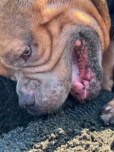 The image is a close-up shot of a dog's face, specifically its head and open mouth, covered in sand. The dog has brown fur and its mouth is wide open, revealing its pink gums and teeth, also dusted with sand. The dog's eye is visible, a warm brown color. The background consists of dark sand, possibly at a beach. There are no people or any other discernible objects or features in the image. The scene is forensic in its detail, capturing the texture of the dog's fur and skin, and the granular composition of the sand. The location in Shekvetili, Georgia is not visually evident in the provided image.
