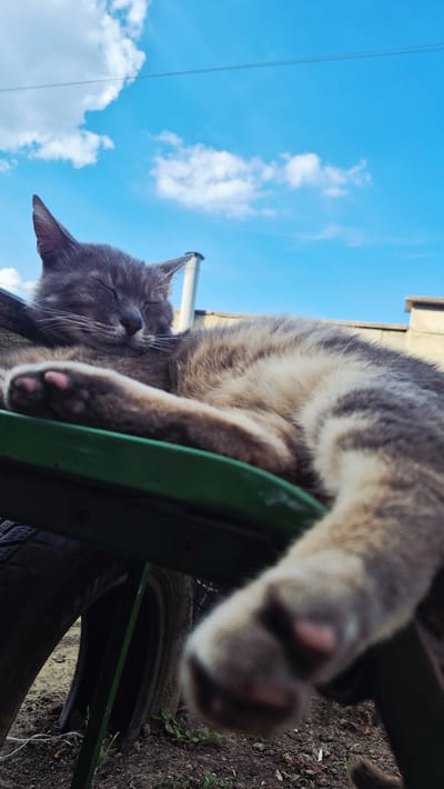 A low-angle shot captures a grey tabby cat sleeping on a green structure, possibly a bench or chair, with its paws extended. The cat's eyes are closed, and its face is relaxed, suggesting a peaceful sleep. The background features a bright blue sky with scattered white clouds, indicating it's daytime with fair weather. To the left of the cat, parts of a tire and dark soil with some sparse vegetation are visible, hinting at an outdoor setting, possibly a yard or garden. The overall mood is tranquil and serene.