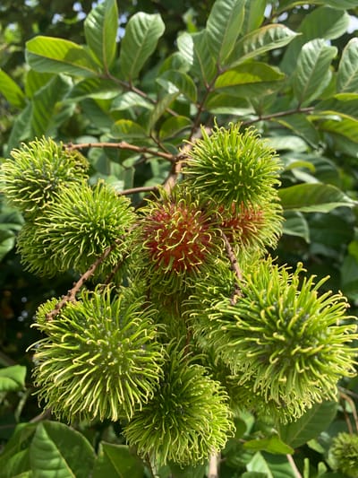 In Mae Chan District, Thailand, a close-up, eye-level shot captures a cluster of rambutan fruits hanging from a branch amidst lush green foliage. The rambutans vary in ripeness; several are a vibrant green, covered in soft, spiky hairs, while a few at the center show hints of red, indicating they are beginning to ripen. The background is filled with the out-of-focus leaves of the rambutan tree and other surrounding greenery, suggesting a natural, outdoor setting under daylight. The lighting is bright, casting subtle shadows and highlighting the textures of the fruit and leaves.