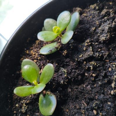 The image shows a close-up view of two small jade plant sprouts (Crassula ovata) in a dark pot filled with soil. The sprouts are green and fleshy, with a few leaves each. The soil is dark and appears to be moist, with small flecks of lighter material scattered throughout. The pot is black and has a smooth, rounded rim visible at the top of the frame. The lighting suggests the image was taken indoors, near a window, as evidenced by the bright white light and subtle shadow cast by the plants. There is no indication of a specific location in Tohatin, Moldova, within the visual information provided.
