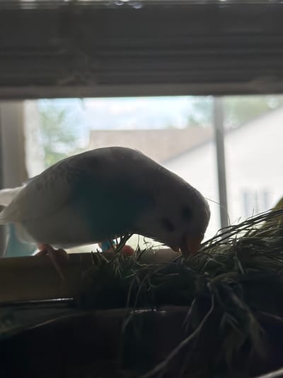 A budgie is perched on a stalk of dried grass, its white and blue feathers contrasting with the dark background. The budgie is looking to the right, with its beak touching the grass. The setting appears to be indoors, near a window, as indicated by the blurry light and the presence of curtains or blinds on the left side of the image. The light coming from the window suggests it is daytime, and the blurry nature of the background could indicate either a shallow depth of field or a slightly overcast day. The budgie's posture suggests it is either nibbling on the grass or resting. There is no visible text in the image. The overall mood is peaceful and serene, highlighting the natural beauty of the bird in its environment. The cropped images reveal closer details of the budgie's face and the texture of the dried grass.