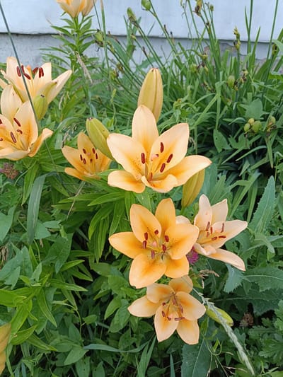 The image shows a cluster of light orange lilies in bloom, interspersed with green foliage and stalks of grass. Some lilies are fully open, revealing their stamens with dark red anthers, while others are still in bud. The background is a blurred expanse of green leaves and stalks, with a hint of a light-colored wall or structure at the top left. The scene appears to be an outdoor setting, likely a garden or natural area. The location of Miasskoye, Russia, is mentioned as context, but there are no visual cues in the image itself to confirm this specific location. There are no people or visible actions taking place.