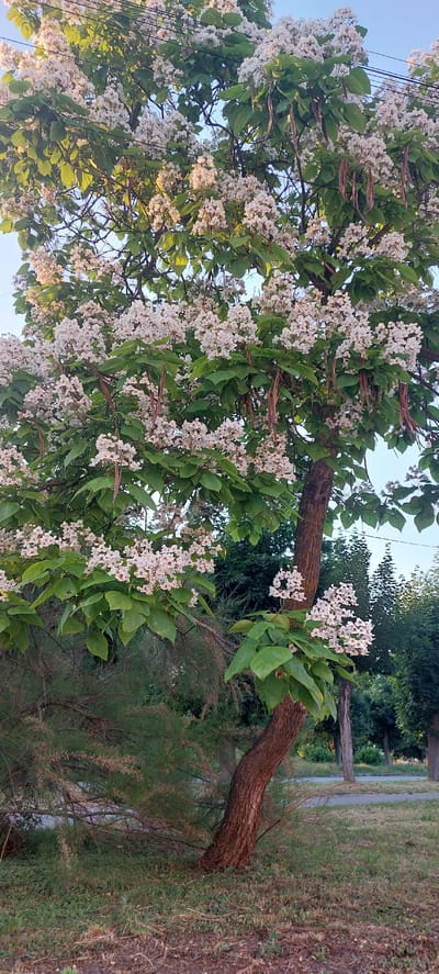 A Catalpa tree, laden with white flowers and long, brown seed pods, stands in a park in Shepetivka, Ukraine. The tree's trunk is thick and gnarled, with rough, brown bark. Its branches spread wide, supporting a canopy of large, heart-shaped green leaves and clusters of delicate white blossoms. Some seed pods hang from the branches, resembling slender cigars. The ground beneath the tree is covered in a mix of grass and dry leaves. In the background, other trees and a paved pathway suggest a public park setting. The sky above is a clear, pale blue.