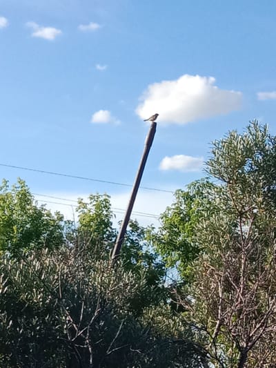 A bird is perched on top of a wooden pole in Arkalyk, Kazakhstan. The pole is leaning to the right. The bird is facing to the left, with its head slightly tilted down. In the background, there is a blue sky with scattered white clouds. Lush green trees surround the base of the pole, with some branches extending upwards towards the sky. Power lines are visible horizontally in the mid-ground, stretching across the frame. The image appears to have been taken in daylight, with natural lighting conditions.