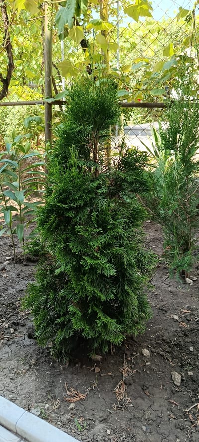 A vertical, medium shot captures a young, dark green evergreen tree with a conical shape, positioned centrally in the frame. The tree's foliage is dense and feathery, with a slightly wispy texture at the top. Its trunk is partially visible, appearing brown and slender. The tree is planted in dry, cracked soil, with scattered dried leaves and small stones on the ground. To the left of the evergreen, a tall plant with long, lance-shaped green leaves stands, its growth habit is upright and slender. In the background, a chain-link fence with a horizontal metal bar runs across, partially obscured by lush green foliage of what appears to be grapevines. Beyond the fence, more greenery and a bright sky are visible. The scene suggests an outdoor setting, possibly a garden or backyard, within the city of Dondușeni, Moldova, given the context. No people or animals are present in the image.