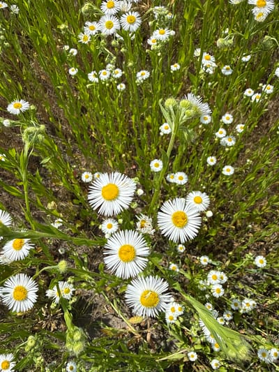 The image shows a close-up view of a field of small white wildflowers with yellow centers, commonly known as daisies or asters. The flowers are growing in a dense patch of green grass and some dry, brown vegetation. The lighting suggests it is daytime, likely a sunny day given the brightness and shadows. There are no people, animals, or man-made objects visible in the frame. The scene depicts a natural environment.