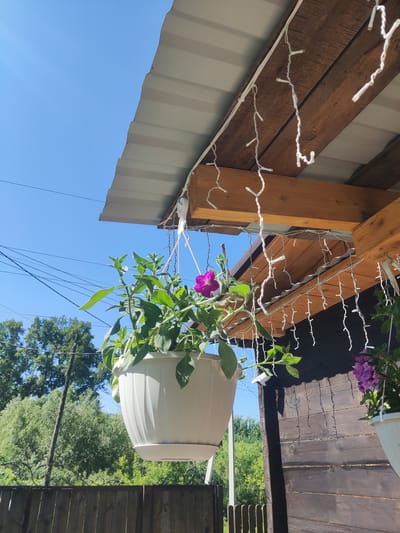 A hanging white flower pot with a pink petunia flower is suspended from the roof of a wooden structure. The structure's roof is made of corrugated metal and supported by wooden beams, with strings of white lights draped along the edge. The background consists of a clear blue sky, dense green trees, a wooden fence, and a utility pole. The image appears to be taken outdoors on a sunny day. The location is identified as Gorno-Altaysk, Russia, likely in a residential or garden area. There are no people visible in the image.