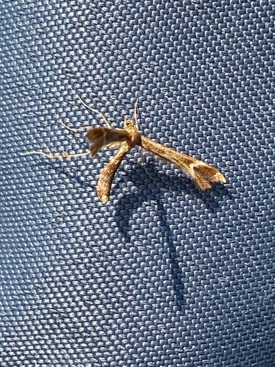 A light brown moth with thin, feathery wings rests on a textured blue surface. The moth is positioned diagonally, with its body and wings spread out. Its delicate antennae are visible, extending outwards. The blue surface appears to be fabric, possibly from clothing or upholstery, with a distinct woven pattern. The lighting casts a soft shadow of the moth onto the surface, indicating a light source from above and to the left. The image was taken in Maryanskaya, Russia.
