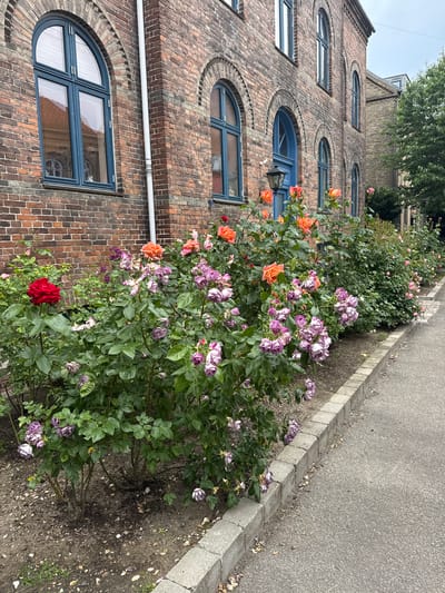 The image shows a brick building with arched windows and a flowerbed with blooming roses in front of it. The building is made of red bricks and has blue window frames. The flowerbed contains several rose bushes with flowers in shades of red, orange, pink, and purple. A paved walkway runs alongside the flowerbed and the building. The scene is captured outdoors, likely in a city setting, given the architecture of the building and the presence of a paved walkway. The lighting suggests it is daytime. The overall impression is one of a well-maintained exterior of a building with a vibrant flower display. This scene is located in Frederiksberg, Denmark, specifically at the former Frederiksberg Hospital, now known as Langelinie.