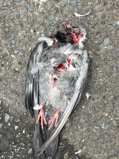 A dead pigeon lies on asphalt. The bird's head and chest are severely injured, with visible red tissue and blood. Gray and black feathers are scattered around the body, some speckled with blood. The bird's feet are pink and folded against its body. The asphalt is a grainy gray, providing a stark backdrop to the fallen bird.