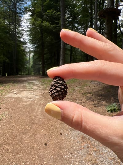 A close-up shot focuses on a hand holding a small pinecone. The hand, with light skin and yellow-painted fingernails, delicately pinches the pinecone between the thumb and index finger. The pinecone itself is dark brown and appears to be fully formed with distinct scales.

The background suggests an outdoor setting, likely a forest or park. A dirt path, scattered with small debris like twigs and leaves, recedes into the distance. Tall, green trees with dark trunks line the path, creating a natural, wooded environment. The sunlight filters through the trees, casting shadows and creating a dappled light effect on the ground. In the far distance, a wooden structure resembling a treehouse or elevated platform is visible amongst the trees. The overall impression is one of a serene, natural landscape.

The image does not contain any information to indicate it is located in the city of Mali Bostur, Montenegro.
