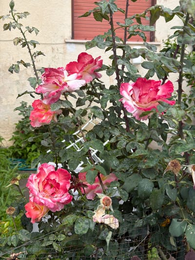 The image shows a close-up view of a rose bush in Chianchitta, Italy. The roses are a blend of pink and white, with some blooms fully open and others partially open or spent. The bush has green leaves, some of which appear to have a mildew-like dusting. Thorns are visible on the stems. The roses and foliage are set against a backdrop that includes a beige wall, a window with salmon-colored shutters, a section of white lattice fencing, and a wire mesh fence. Additional greenery is visible in the background. The scene is bathed in natural light.