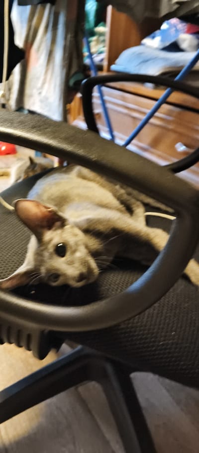 The image shows a grey cat lying on a black office chair in what appears to be a residential setting in Kondrovo, Russia. The cat is positioned diagonally on the chair, with its head facing towards the viewer and its body stretched out. Its eyes are open and dark. The chair has a mesh seat and black armrests, with a portion of its circular base visible at the bottom of the frame. In the background, there are blurred elements suggesting furniture, possibly a dresser or cabinet, with some draped fabric or clothing. A blue metal rod is also visible, likely part of the chair's structure or nearby furniture. The overall lighting is dim, and the focus is primarily on the cat and the chair.
