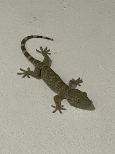 A gecko with a spotted body and striped tail is clinging to a textured, off-white wall. The gecko is positioned at a slight angle, with its head pointing towards the top right of the frame. Its eyes are visible, and its feet are spread out to grip the wall. The location is Bacong, Philippines.