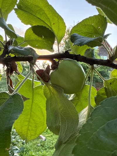 A close-up shot shows a small, unripe green apple nestled among lush green leaves and branches of an apple tree. The sun shines brightly through the leaves, creating a dappled lighting effect and highlighting the intricate veins of the foliage. The background is softly blurred, suggesting an outdoor setting, possibly a garden or orchard, with hints of other greenery and structures. The overall impression is one of natural growth and the early stages of fruit development. The image appears to have been taken during daylight hours, with the sun's position indicating it might be morning or late afternoon. There is no visible text in the image. The setting is Дзержинец-83 Снт, Russia.