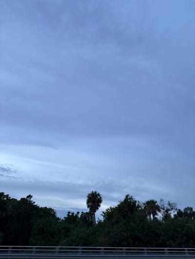A low-angle shot captures a cloudy, twilight sky above a dense line of dark green trees. A single palm tree with a shaggy crown stands out against the sky on the right side of the frame. In the foreground, a metallic guardrail runs horizontally across the bottom of the image, suggesting the viewpoint is from a bridge or elevated roadway. The lighting is dim, indicating either early morning or late evening. The scene is devoid of any people or visible activity. The environment appears to be a natural area bordering a transportation route.