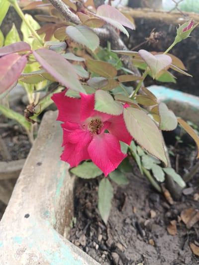 A close-up, top-down shot captures a single, vibrant pink rose bloom with delicate, unfurling petals. The rose is the central subject, positioned slightly off-center to the right. Its stamen, a cluster of brown and yellow filaments, is visible at its core. The rose is surrounded by lush green and reddish-brown leaves, some appearing slightly wilted. In the upper right corner, a small, unopened rose bud, encased in green sepals, hints at future blooms. The rose plant grows from dark soil in what appears to be a concrete planter, partially visible in the lower left and right of the frame. The planter has a faded turquoise-green trim. The background is softly blurred, suggesting an outdoor setting in Bireuenmeunasahblang, Indonesia, with hints of other foliage and possibly a fence or wall. The lighting is natural, creating soft shadows and highlighting the textures of the petals and leaves.